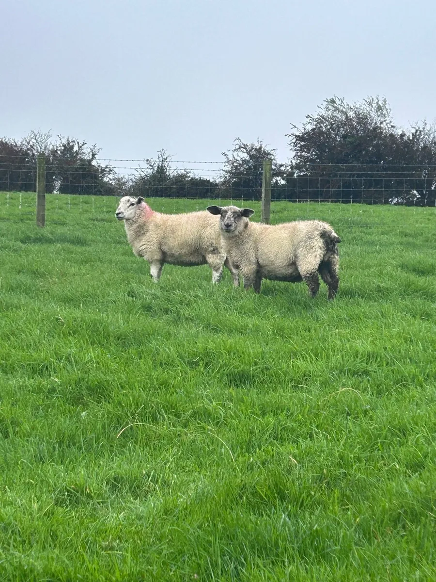 Store lambs - Image 3