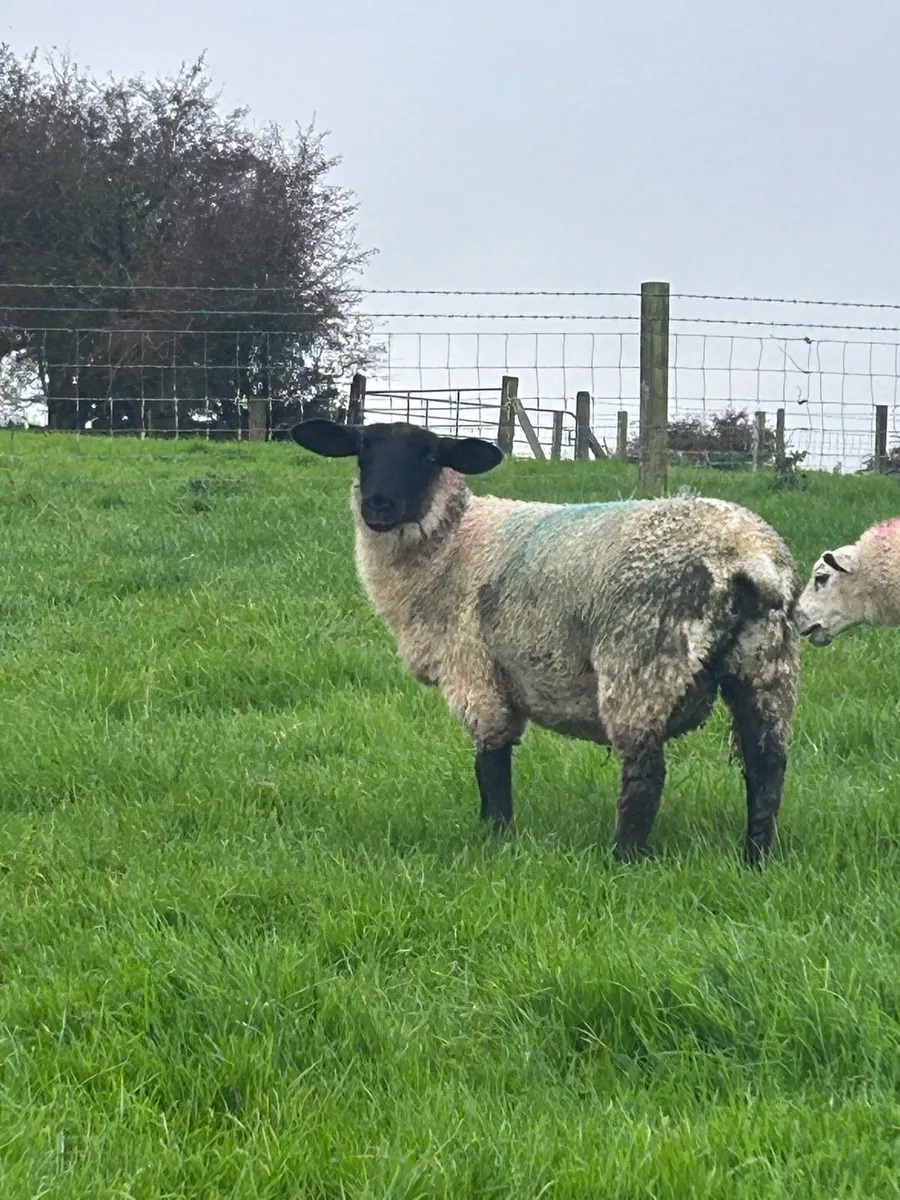Store lambs - Image 4