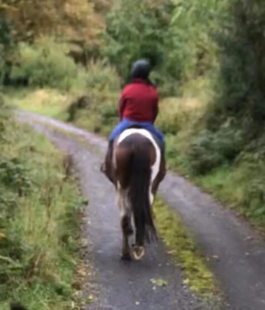 Select Graded Irish Sport Horse - Image 3