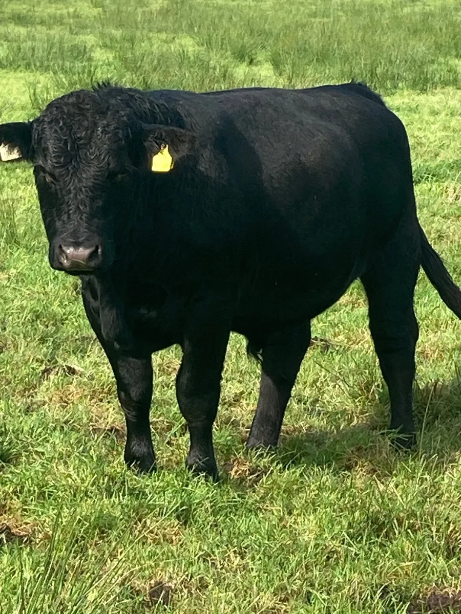 Organic cattle - Image 1