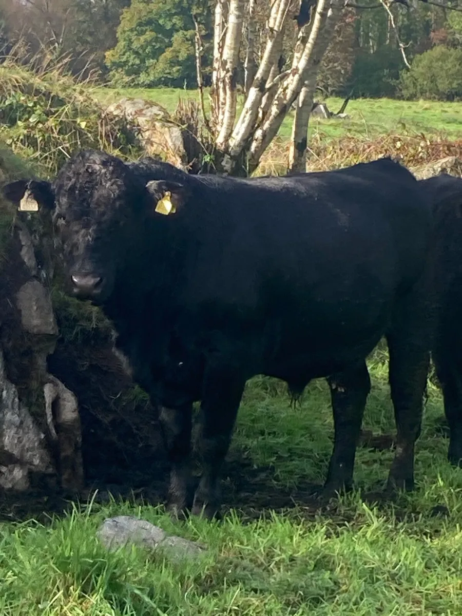 Organic cattle - Image 2