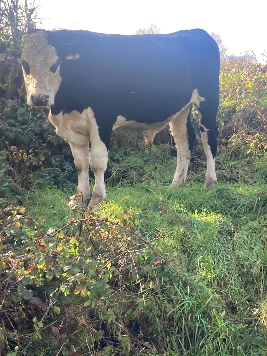 Organic cattle - Image 3