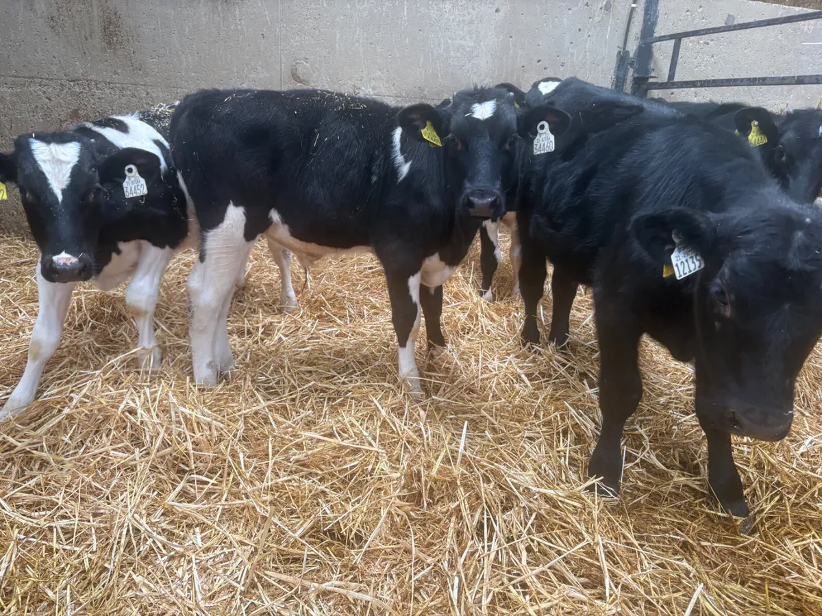 7 WELL REARED FRIESIAN BULLS - Image 1