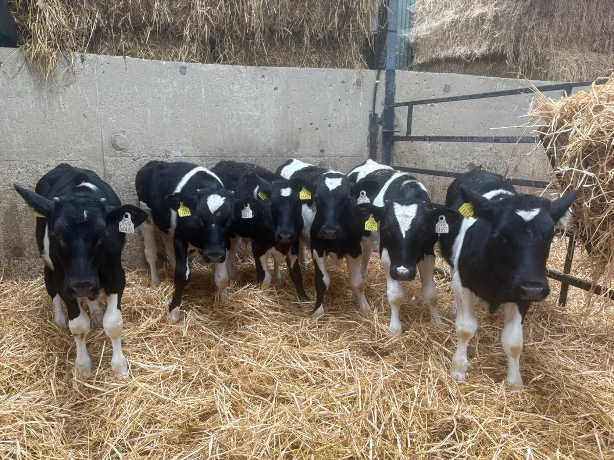 7 WELL REARED FRIESIAN BULLS - Image 2