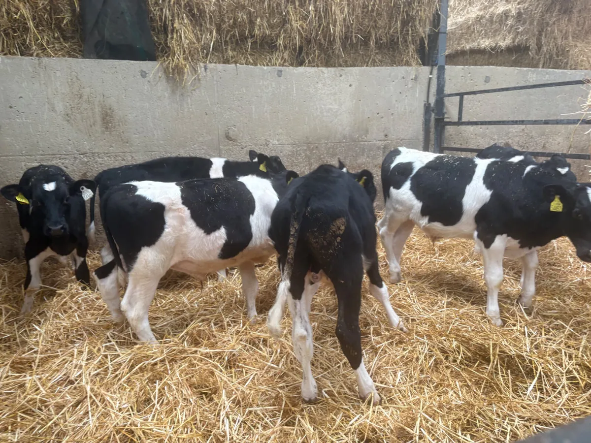 7 WELL REARED FRIESIAN BULLS - Image 3
