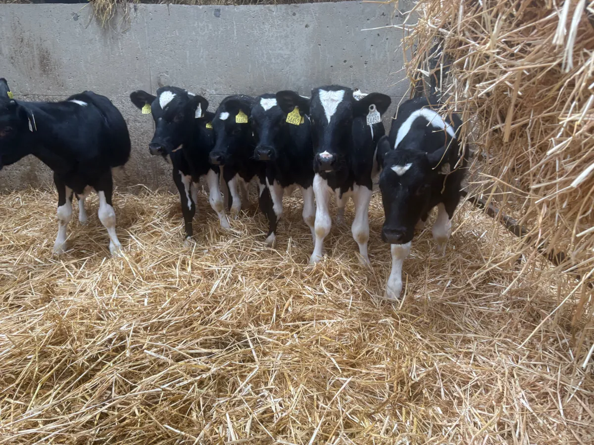 7 WELL REARED FRIESIAN BULLS - Image 4