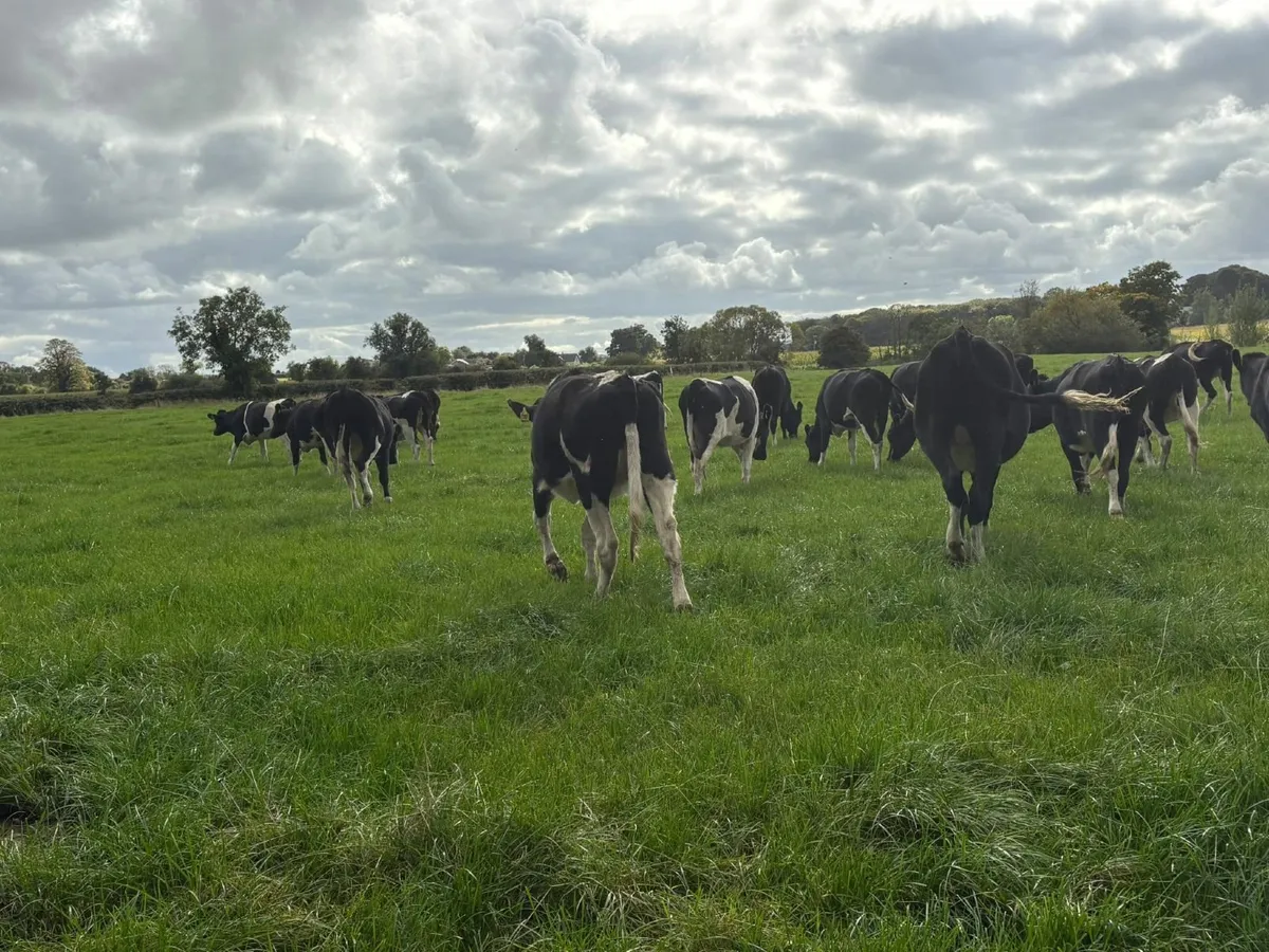 18 Quality High EBI FR in-calf Heifers - Image 4