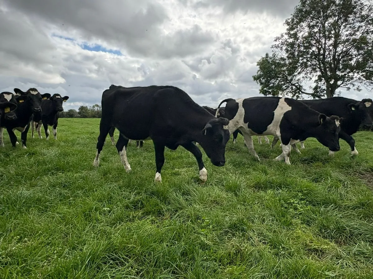18 Quality High EBI FR in-calf Heifers - Image 1