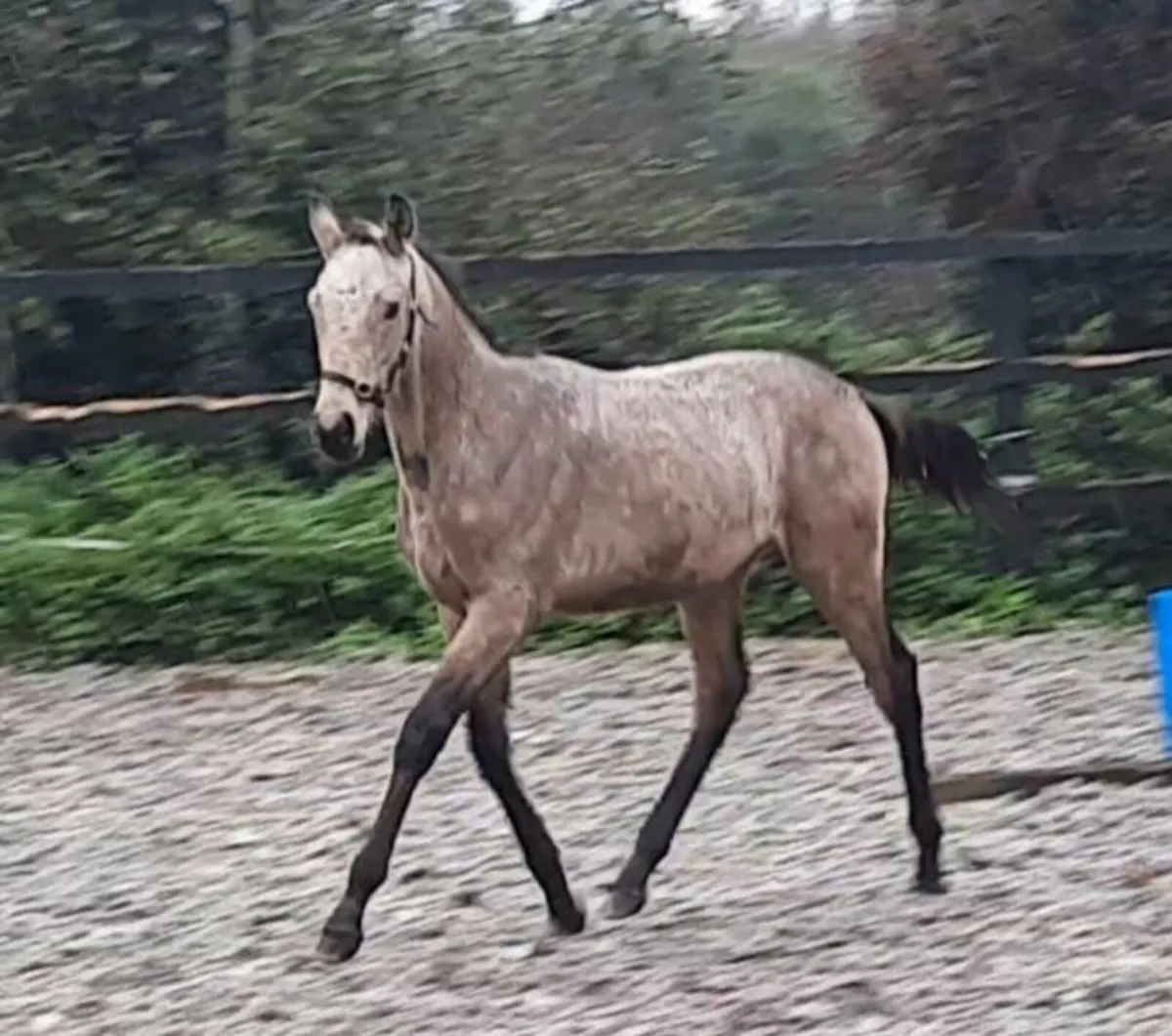 Colt foal - Image 1