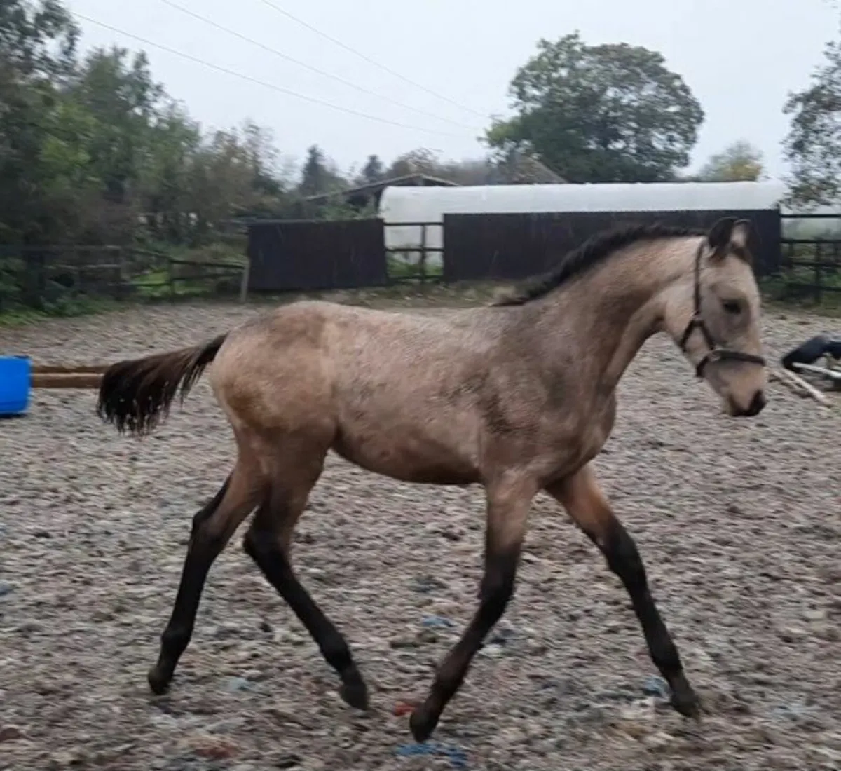 Colt foal - Image 2
