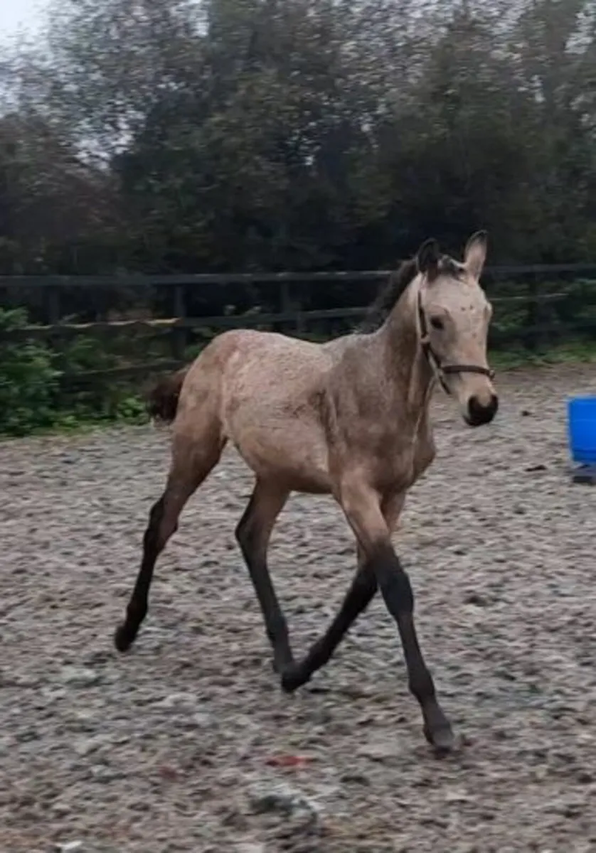 Colt foal - Image 3