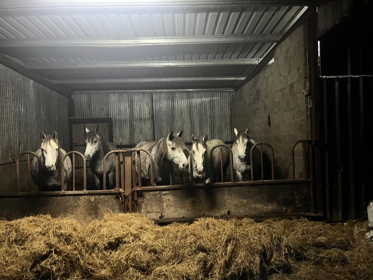 6 Connemara ponies for sale - Image 1