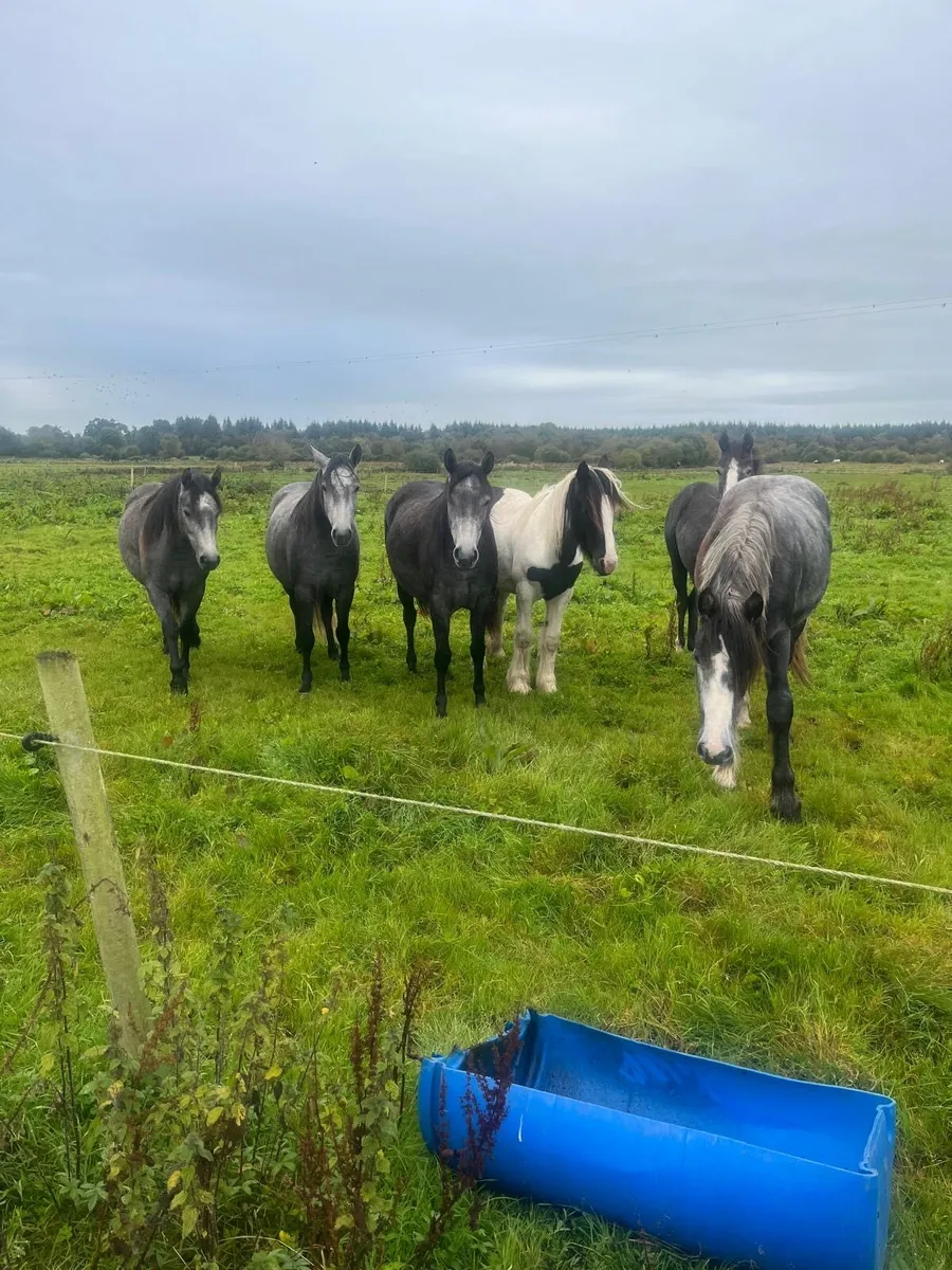 6 Connemara ponies for sale - Image 2