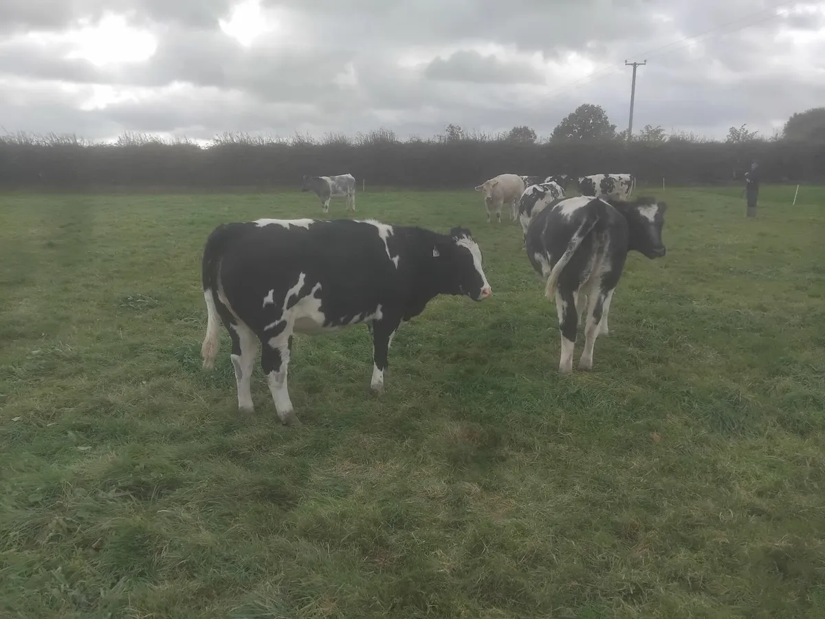 BB heifers for sale - Image 1