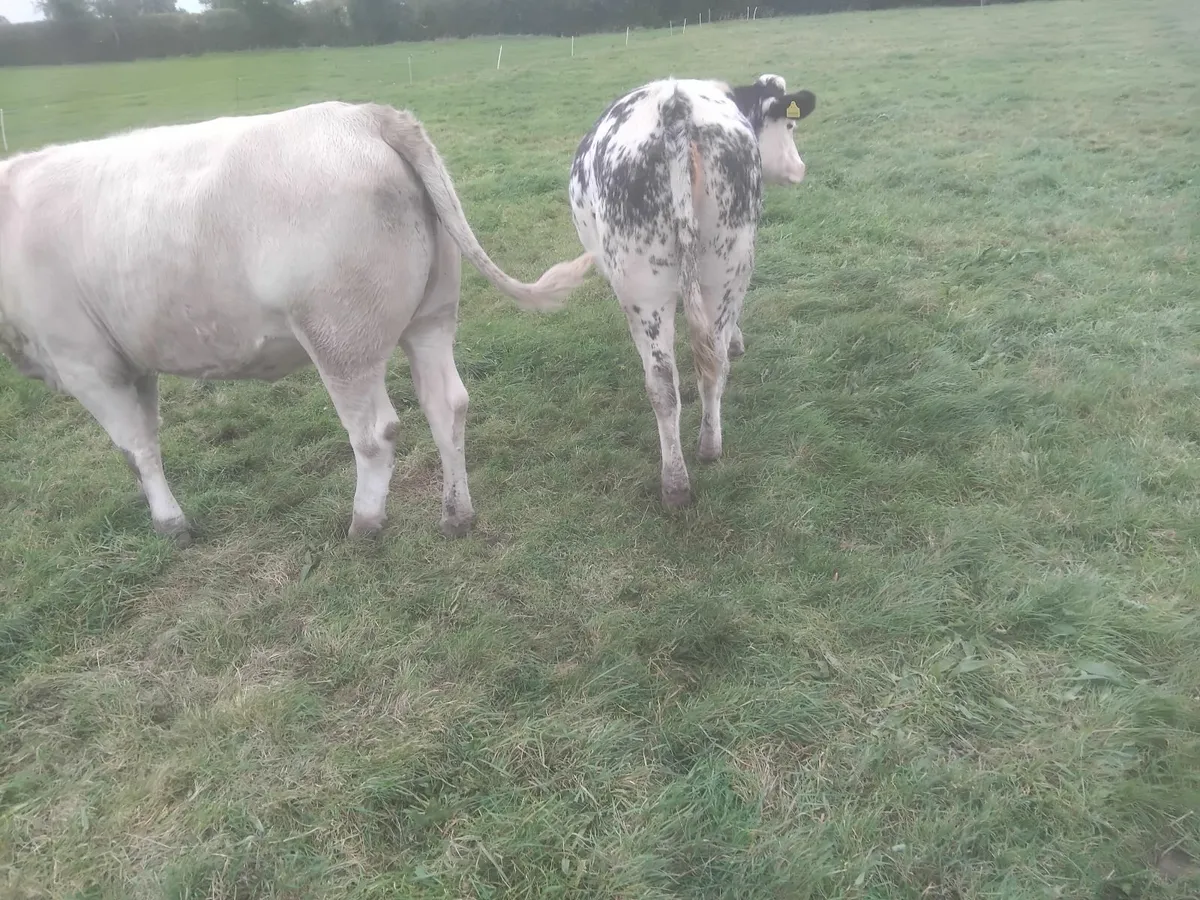 BB heifers for sale - Image 2