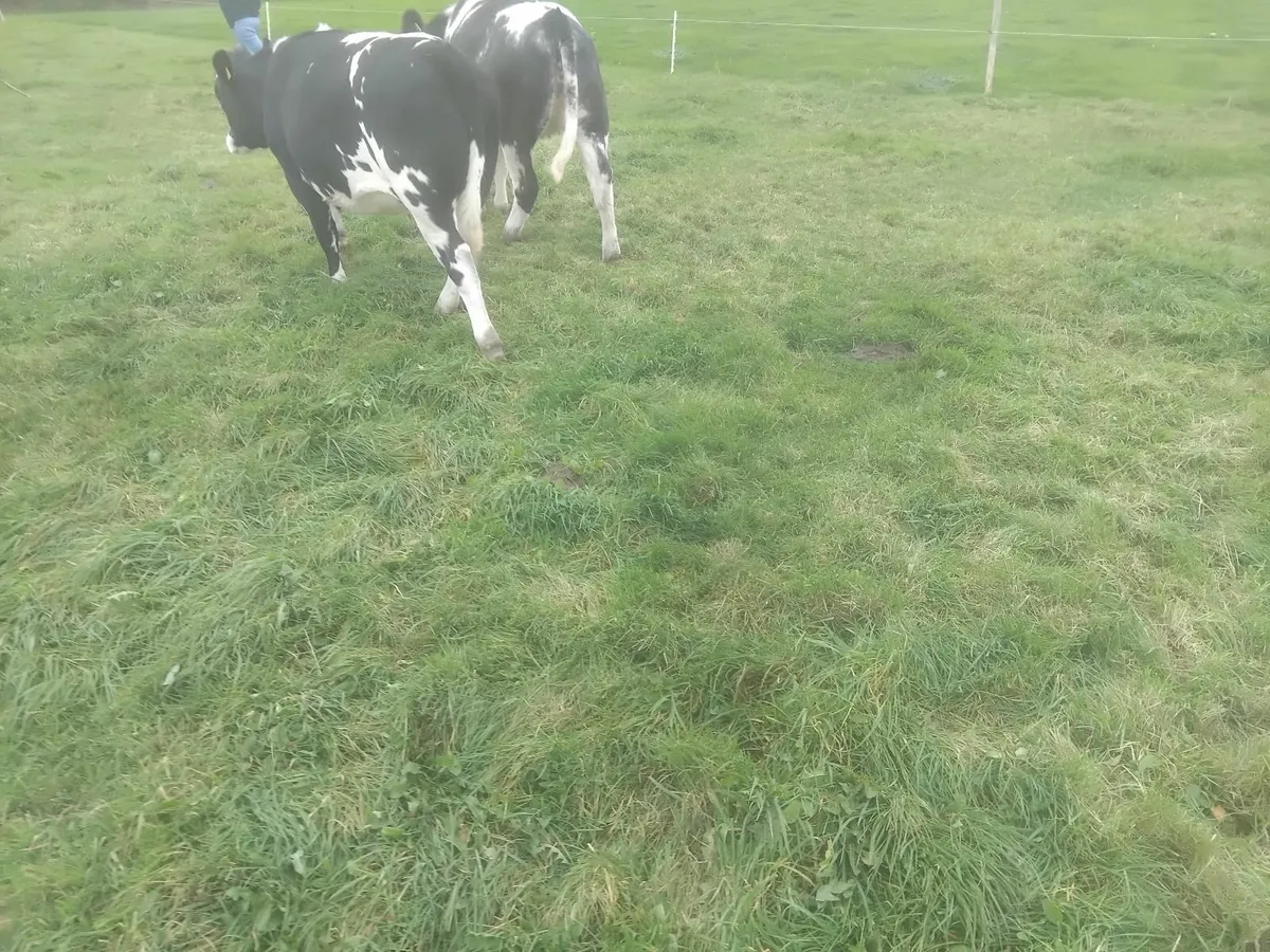 BB heifers for sale - Image 3