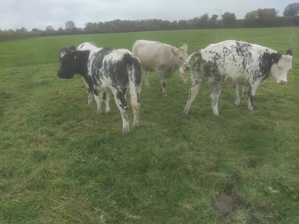 BB heifers for sale - Image 4