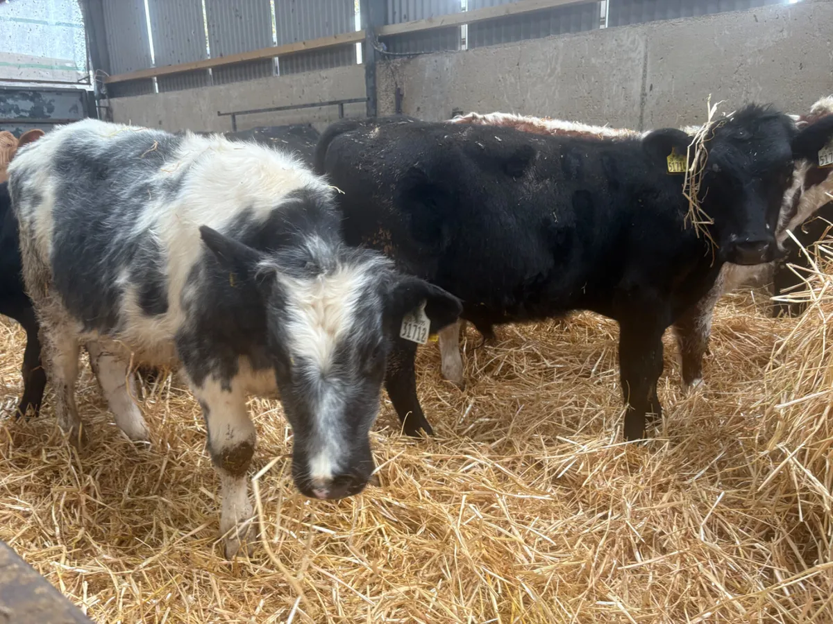 17 BULLS X 6 MONTHS OLD MIX BREED - Image 4