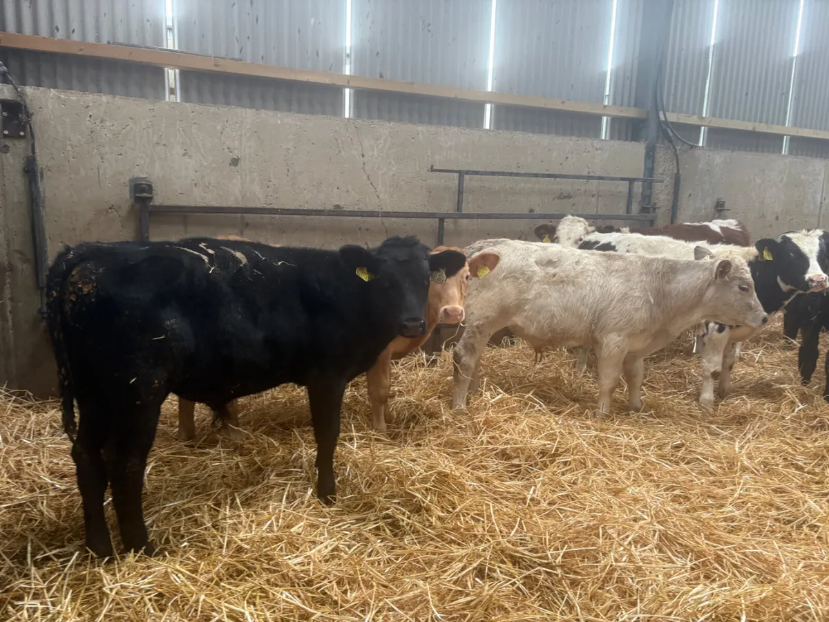 17 BULLS X 6 MONTHS OLD MIX BREED - Image 1