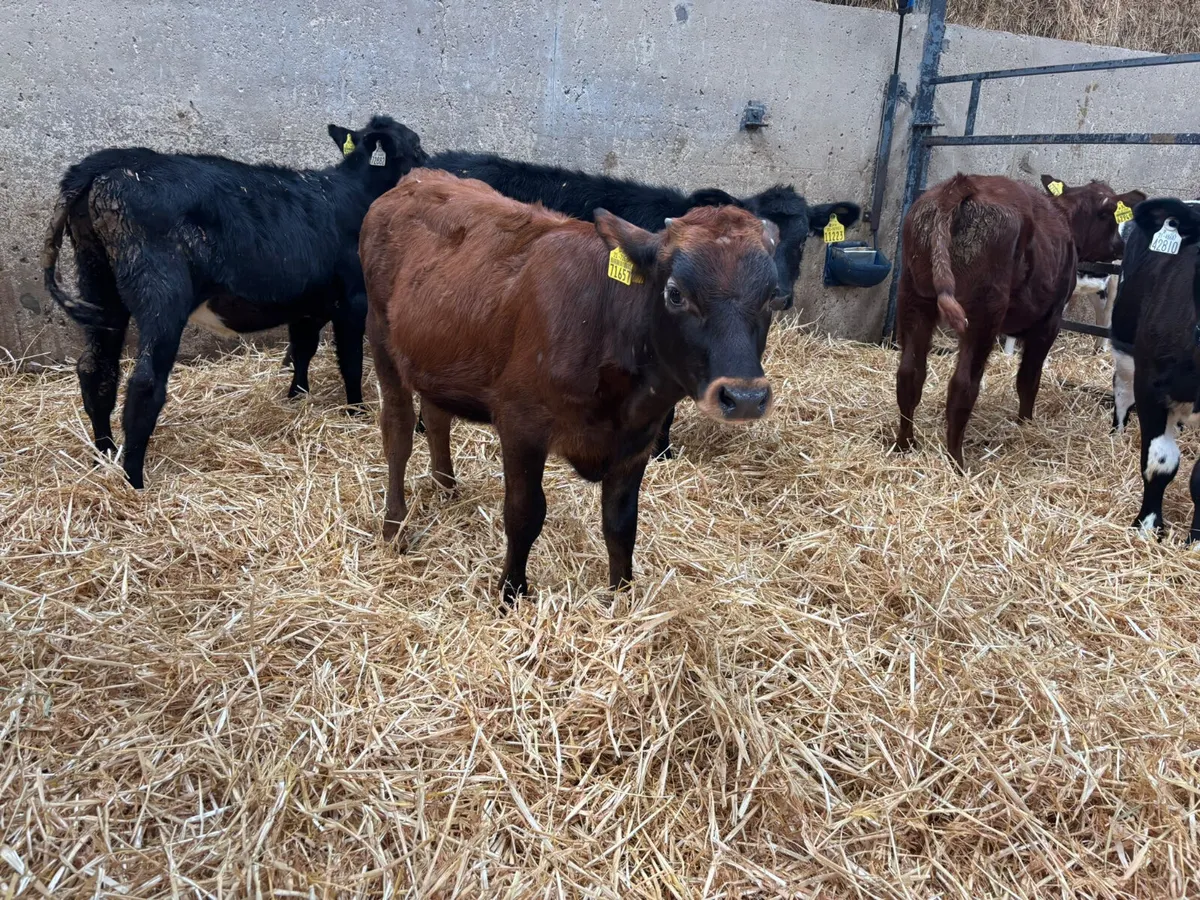 6 X 4 MONTH OLD HEIFERS - Image 2