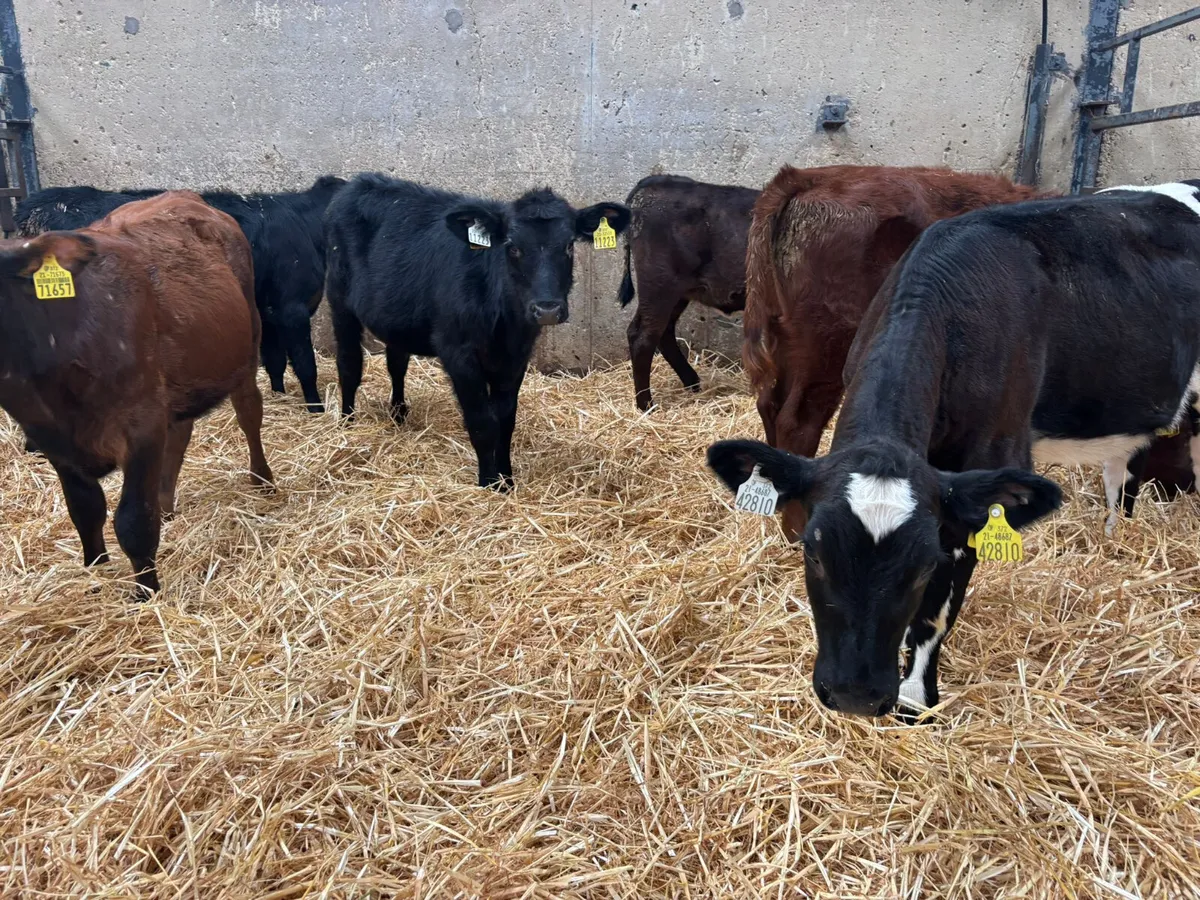 6 X 4 MONTH OLD HEIFERS - Image 3