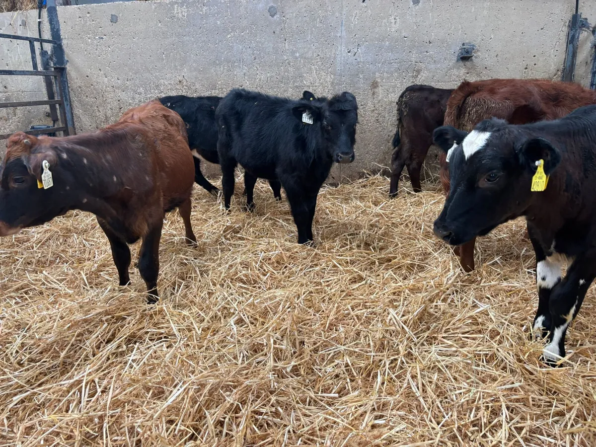 6 X 4 MONTH OLD HEIFERS - Image 1