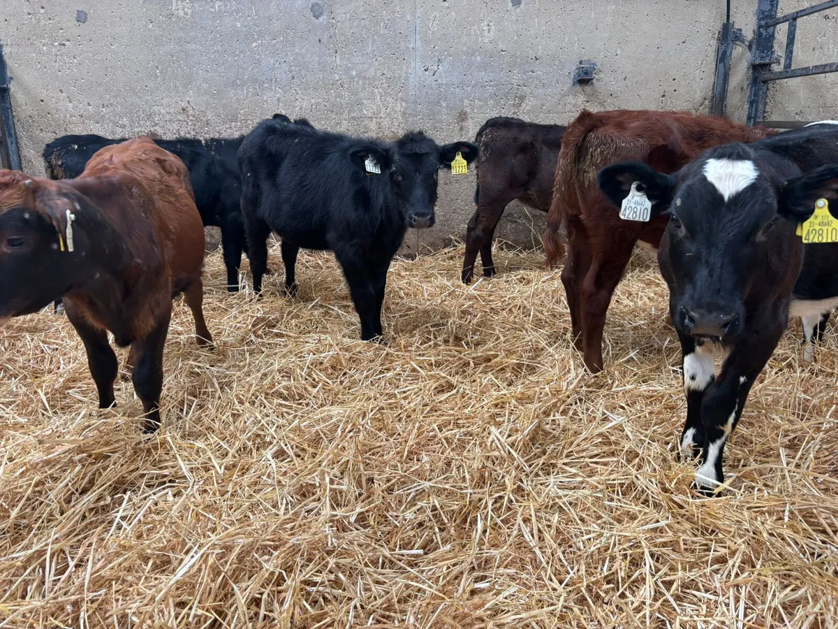 6 X 4 MONTH OLD HEIFERS - Image 4