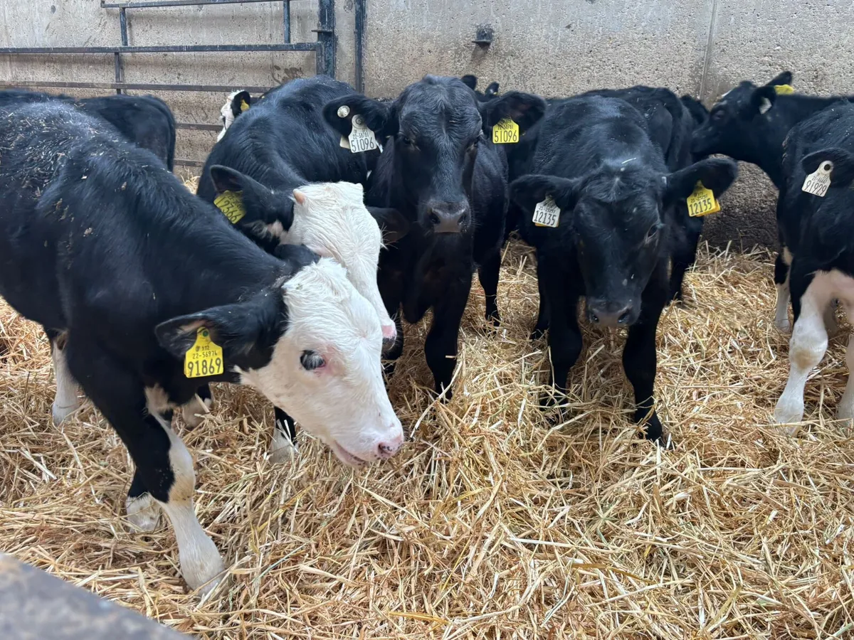 17 ANGUS & HEREFORD BULLS X 5  MONTHS OLD - Image 3