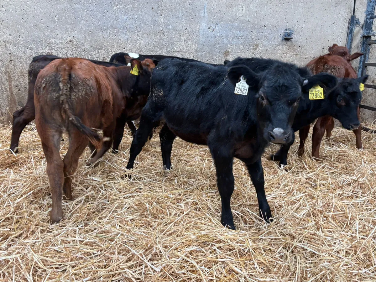 17 ANGUS & HEREFORD BULLS X 5  MONTHS OLD - Image 4