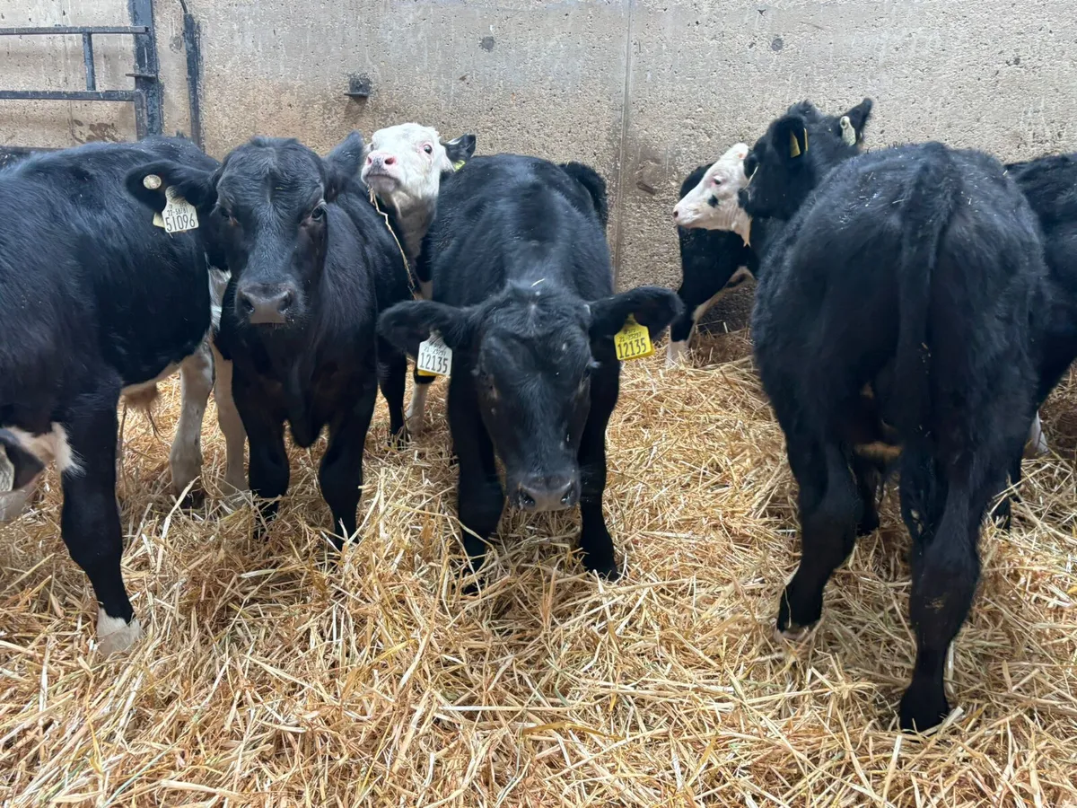 17 ANGUS & HEREFORD BULLS X 5  MONTHS OLD - Image 2