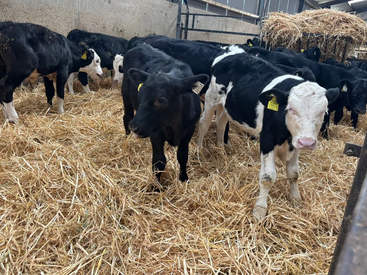 17 ANGUS & HEREFORD BULLS X 5  MONTHS OLD - Image 1