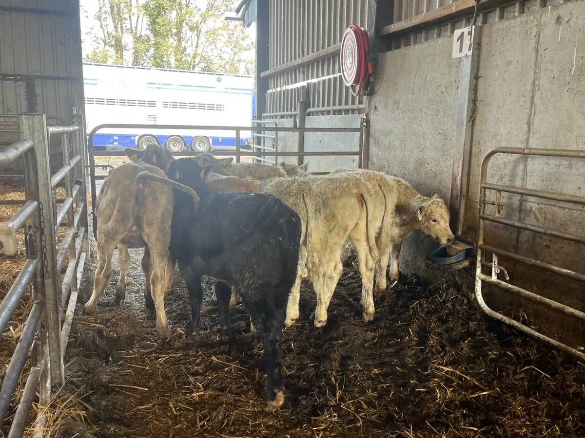 8 super  charlaois heifer weanlings - Image 3