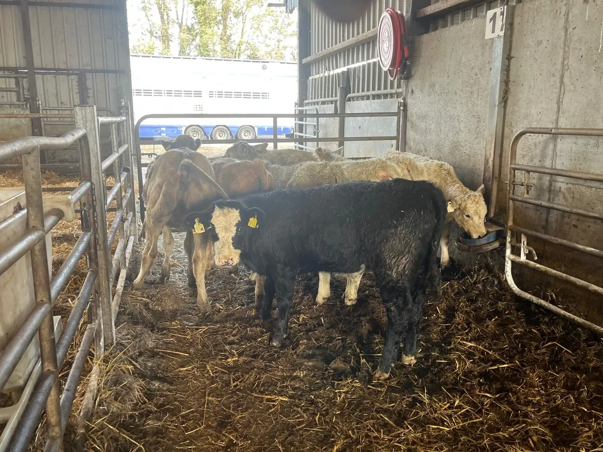 8 super  charlaois heifer weanlings - Image 4
