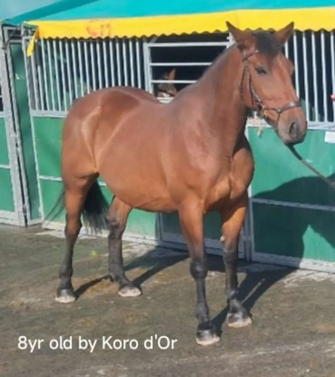 Mare - Image 4