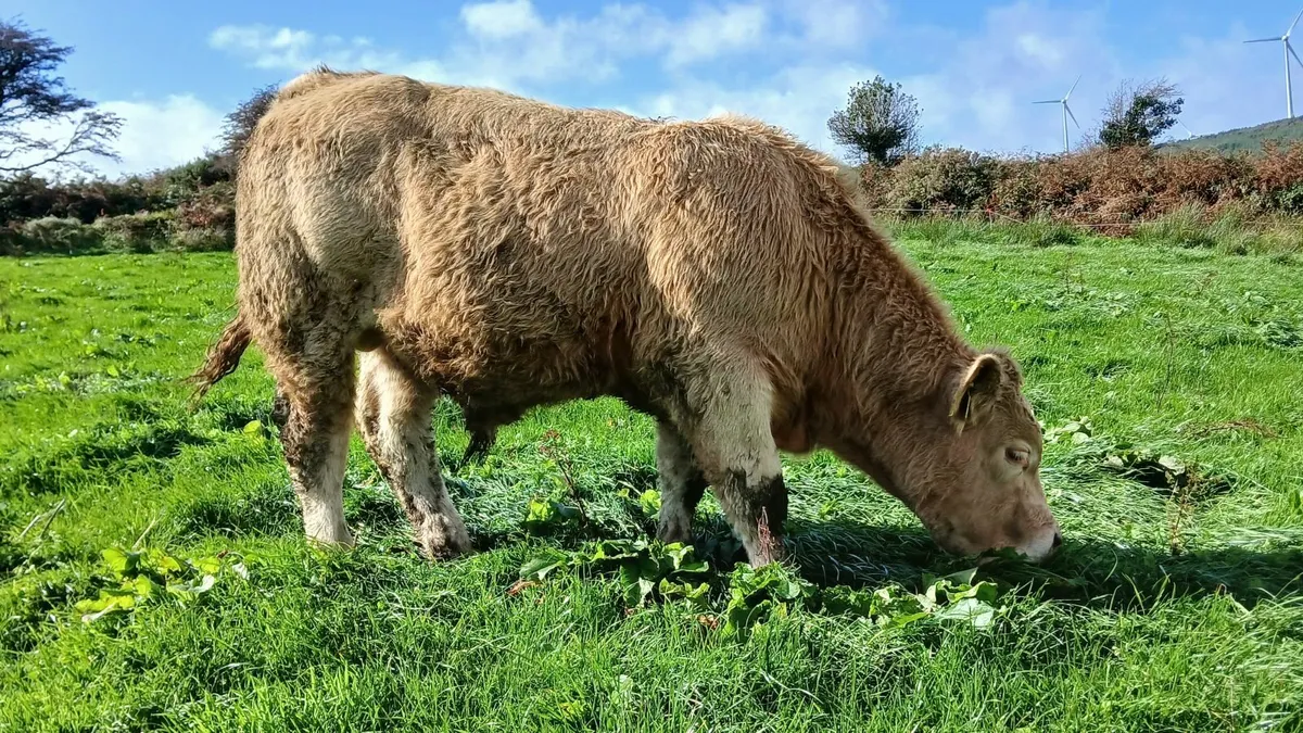 Super Chx and Lmx weanling Bulls - Image 1