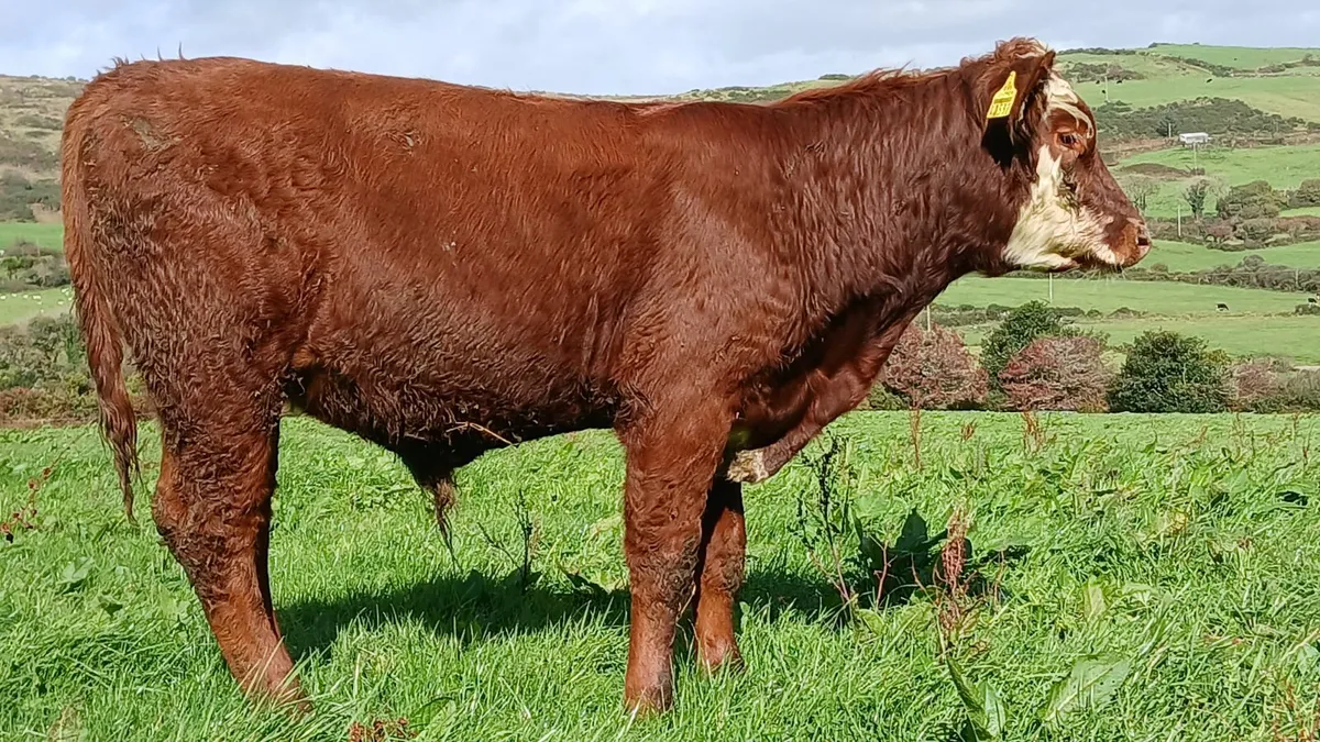 Super Chx and Lmx weanling Bulls - Image 2