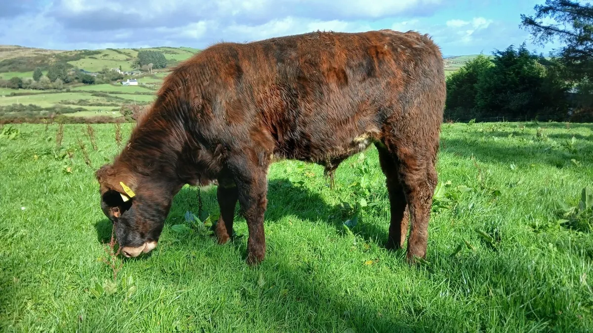 Super Chx and Lmx weanling Bulls - Image 3