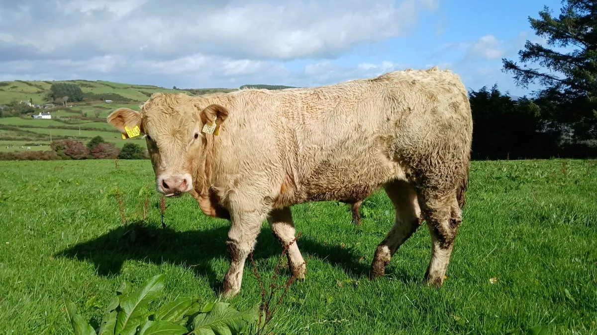 Super Chx and Lmx weanling Bulls - Image 4