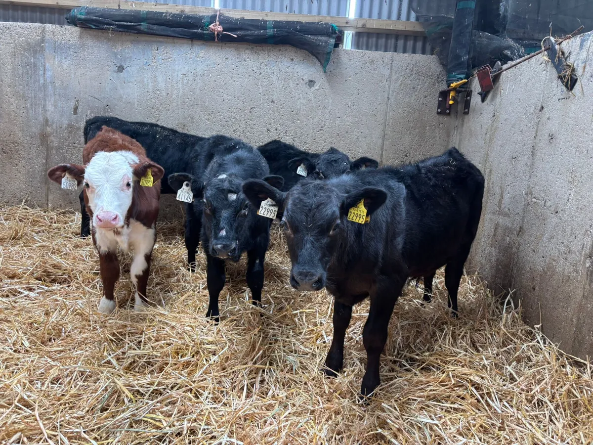 12 HEREFORD & ANGUS BULLS X 3/4 MONTHS - Image 3