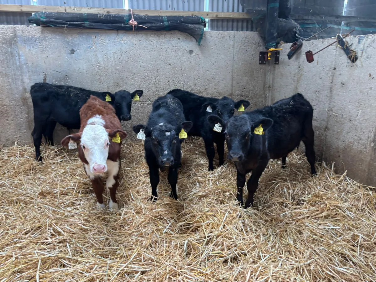 12 HEREFORD & ANGUS BULLS X 3/4 MONTHS - Image 1