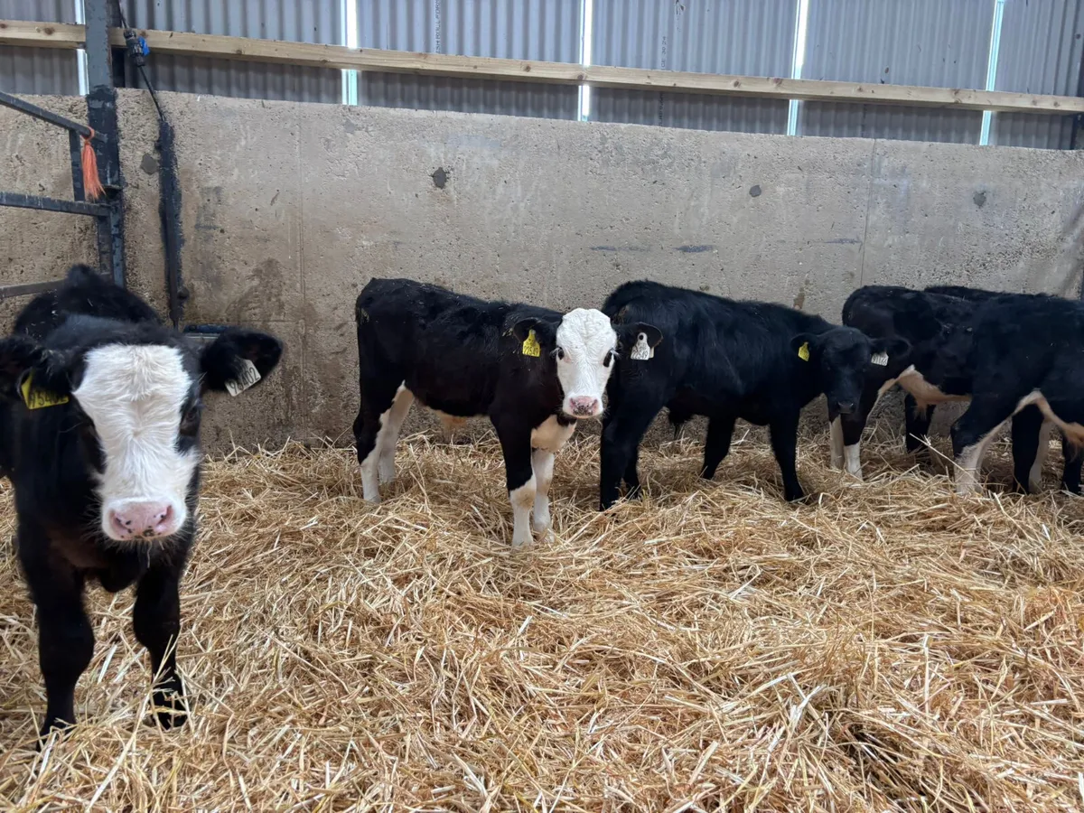 12 HEREFORD & ANGUS BULLS X 3/4 MONTHS - Image 2