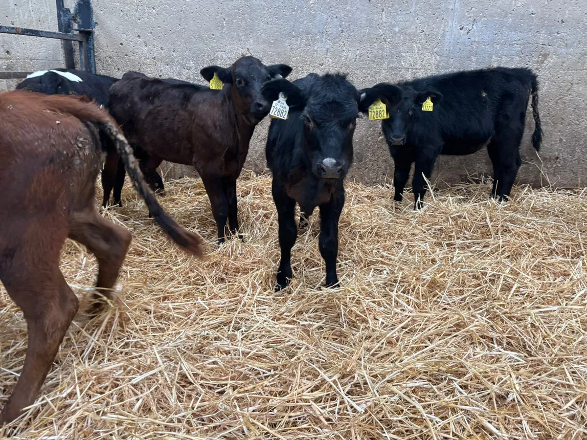 12 HEREFORD & ANGUS BULLS X 3/4 MONTHS - Image 4