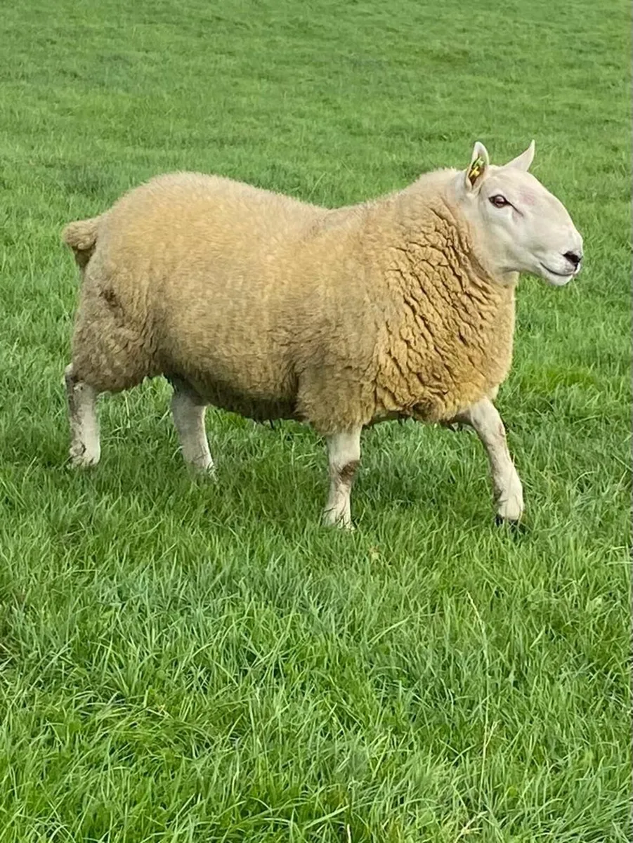 North country Cheviot hogget ram - Image 1