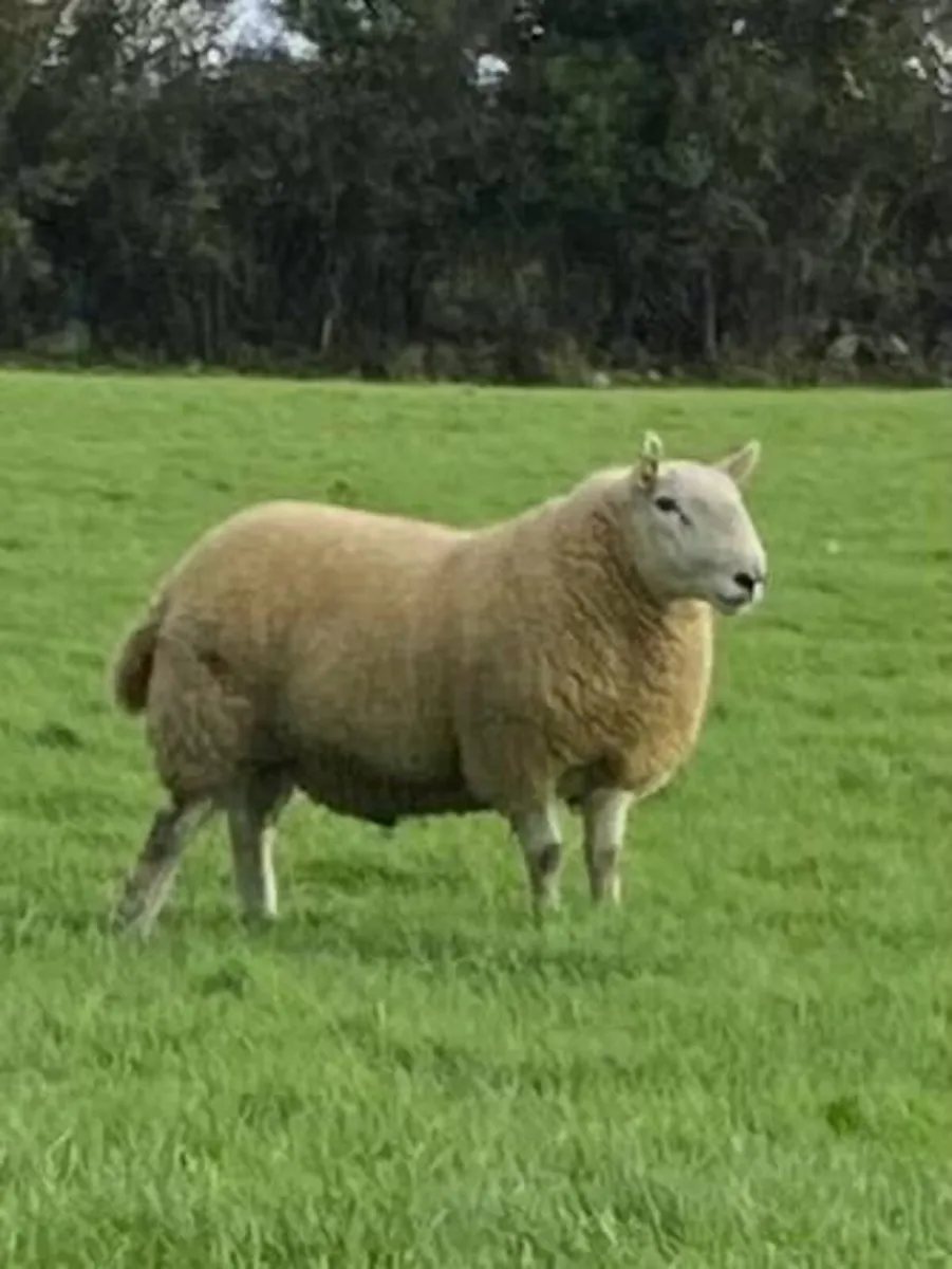 North country Cheviot hogget ram - Image 2