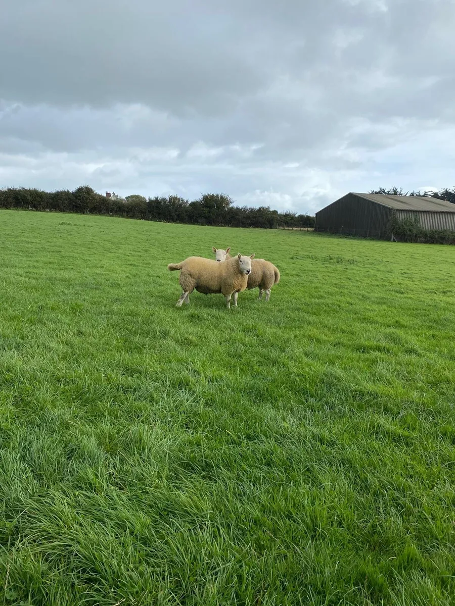 North country Cheviot hogget ram - Image 3