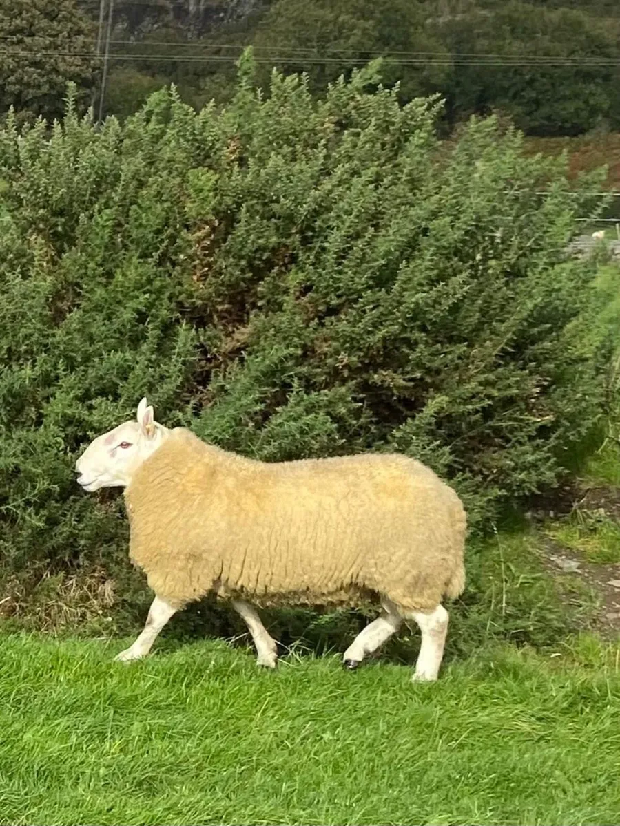 North country Cheviot hogget ram - Image 4