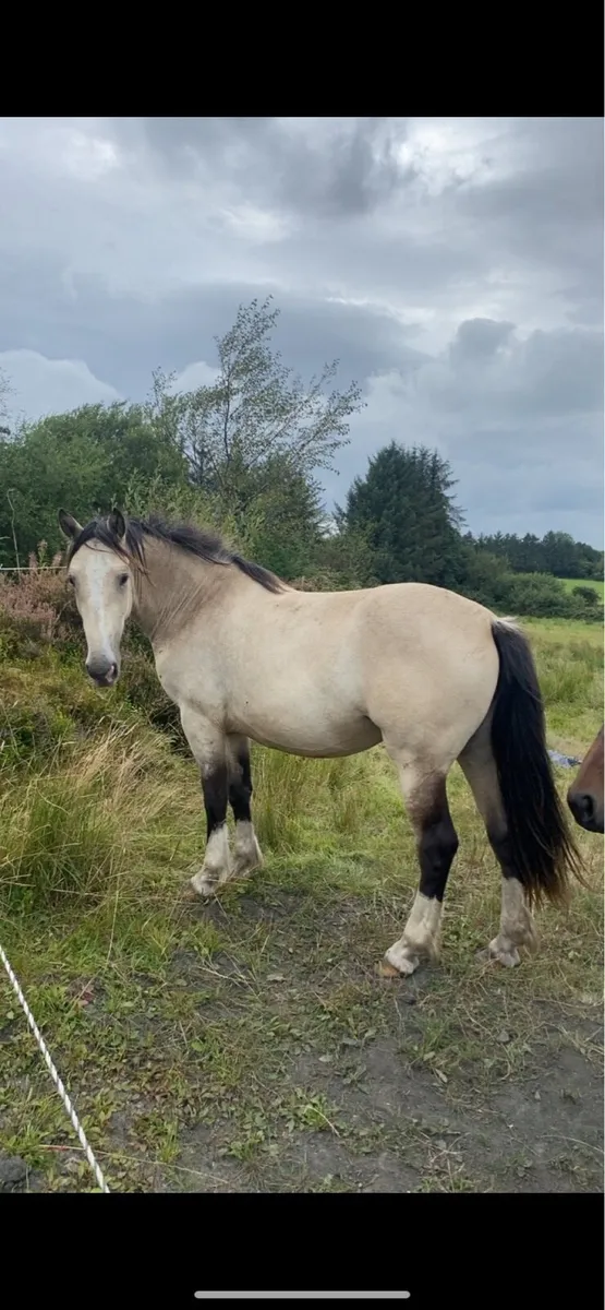 2 yr old filly - Image 1