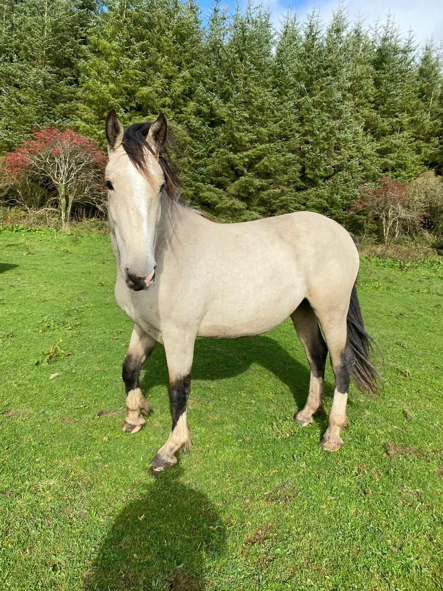 2 yr old filly - Image 2
