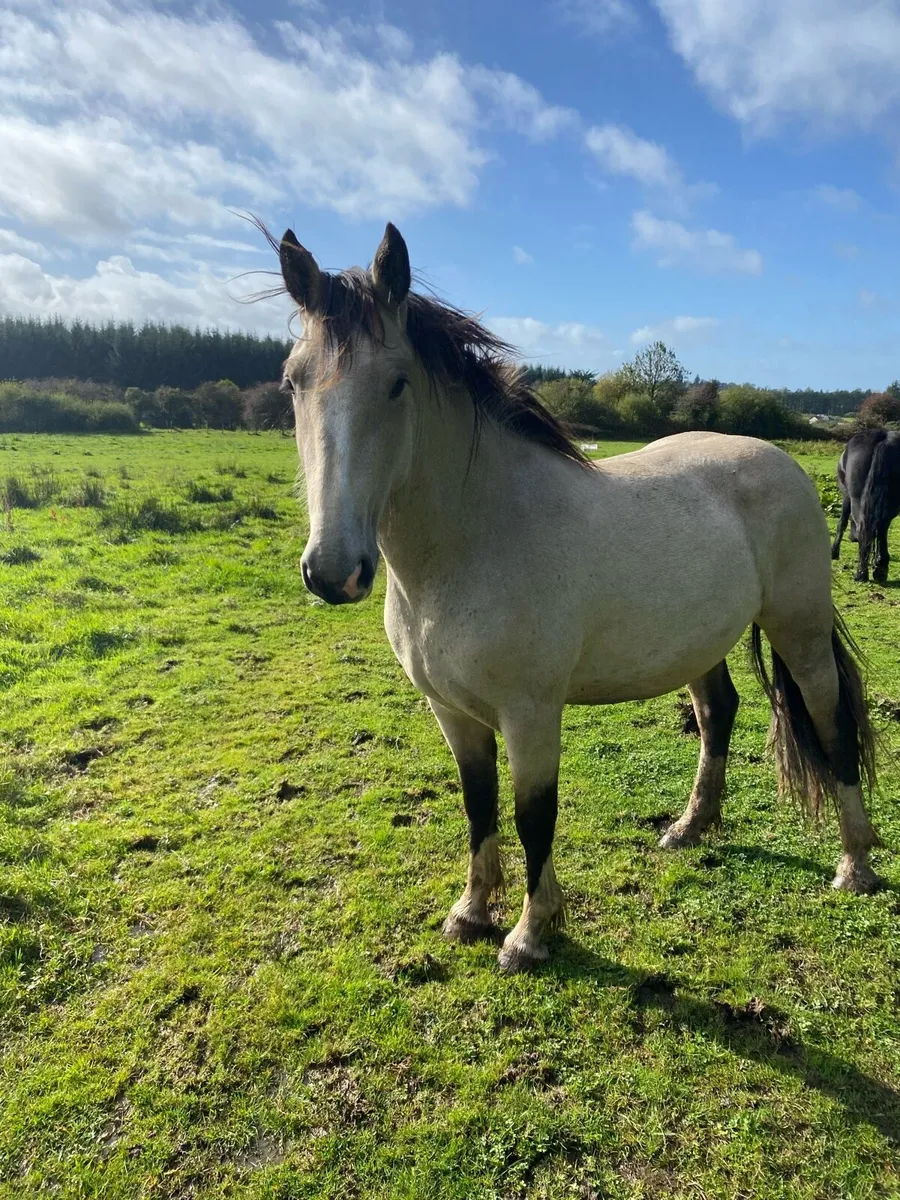 2 yr old filly - Image 3