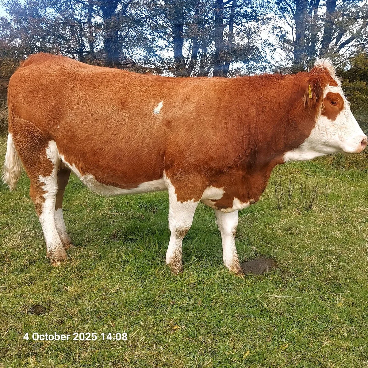 Incalf Heifers for Sale - Image 1